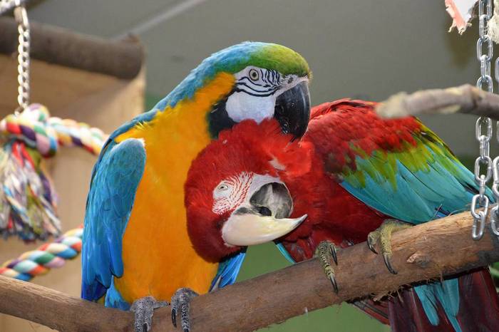 Сине-желтый ара играет с красным арой в центре знакомств для попугаев