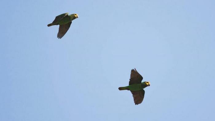 Летящая пара желтолицых попугаев