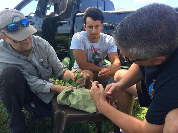 Сотрудники кафедры орнитологии и экологии делают забор крови у зеленощеких амазонов в Линкольн-парке города Браунсвилл