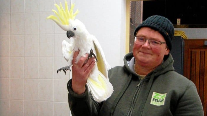Желтохохлый какаду Шлампи в руках работника зоопарка города Эрфурт