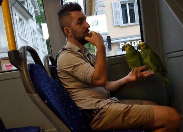 Два попугая едут в автобусе на руке своего владельца