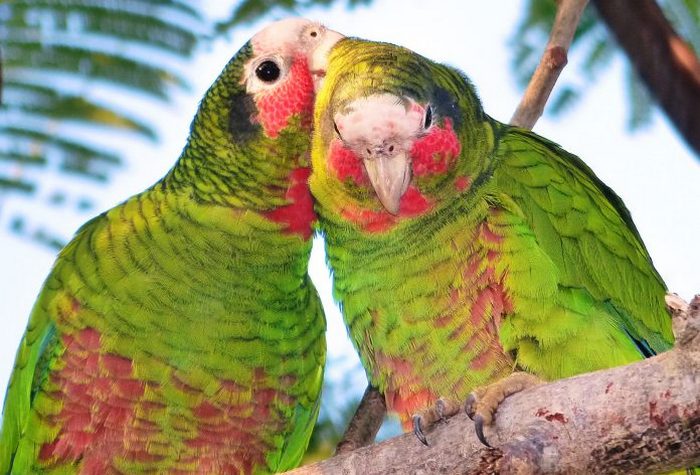 Два кайман-бракских попугая сидят на ветке пальмы