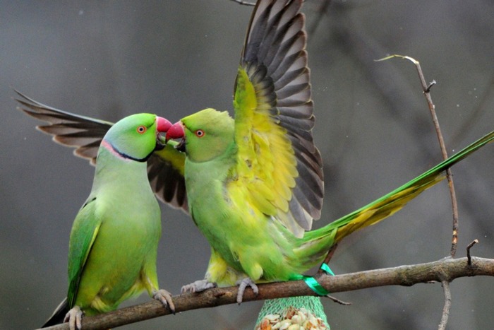 Два ожереловых попугая веселятся, сидя на ветке дерева в парке