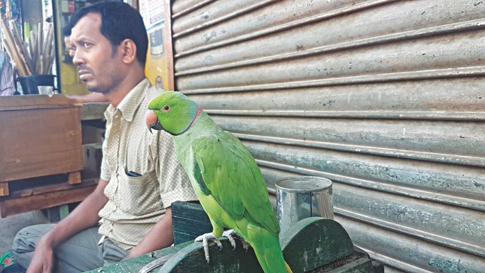 Монирул и его попугай Митху в ожидании клиентов на одной из улиц Мирпура