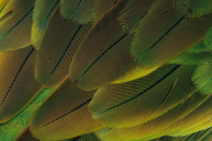 Сине-желтый ара гуляет по пространству приюта для попугаев