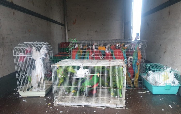 Фото изъятых попугаев в грузовике