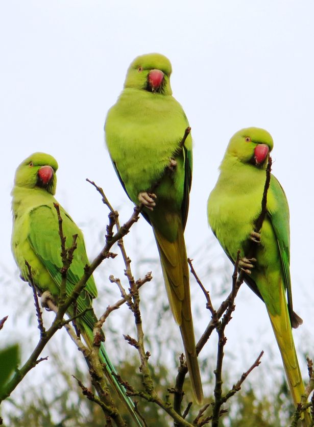 Три ожереловых попугая сидят на ветках дерева в парке Лондона