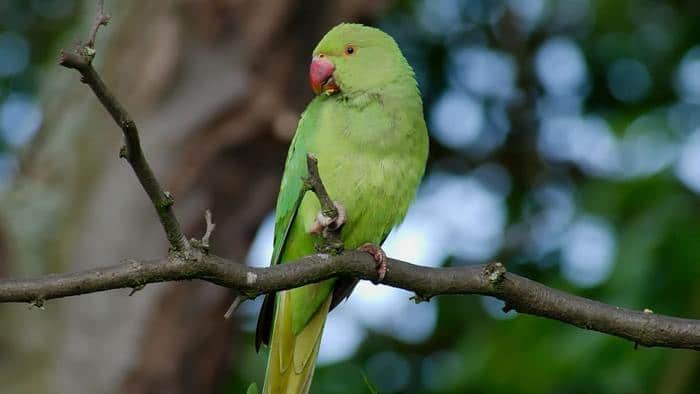 Фото индийского кольчатого попугая в тель-авивском парке Яркон