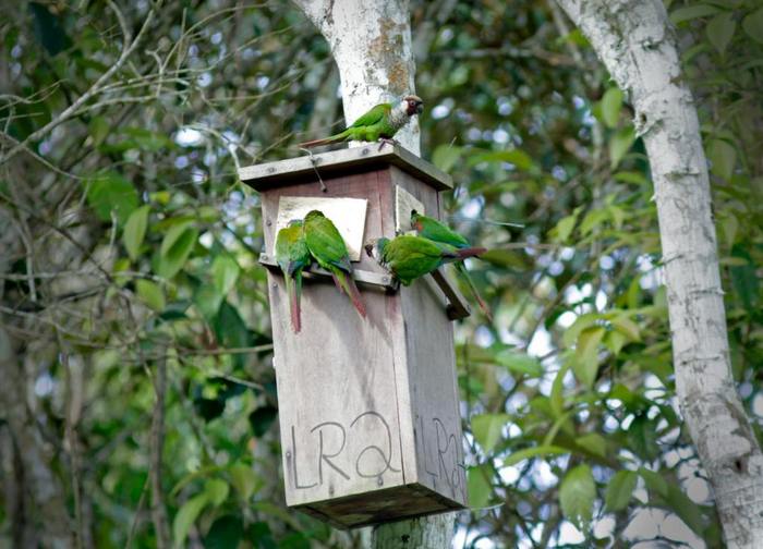 Небольшая стая серогрудых краснохвостых попугаев оккупировала гнездо с кормушкой