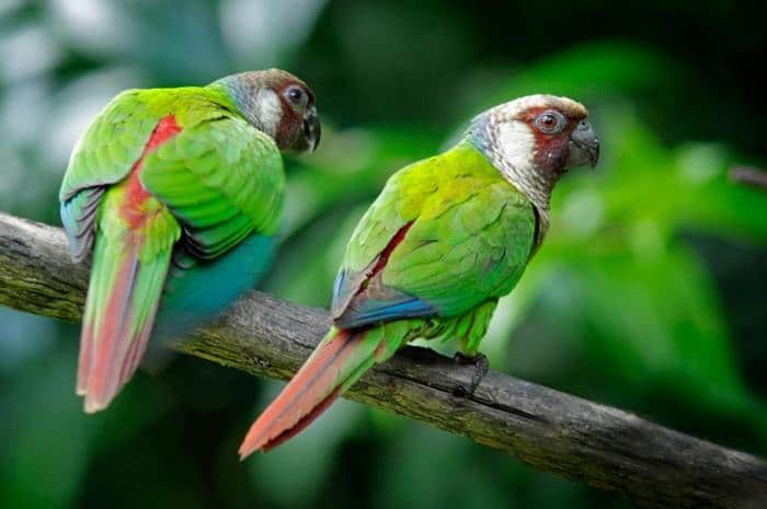 Пара серогрудых краснохвостых попугаев сидит на ветке дерева