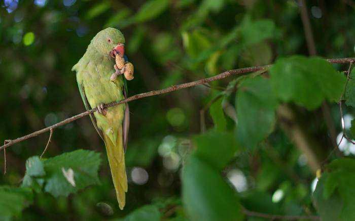 Кольчатый попугай горделиво восседает на ветке дерева