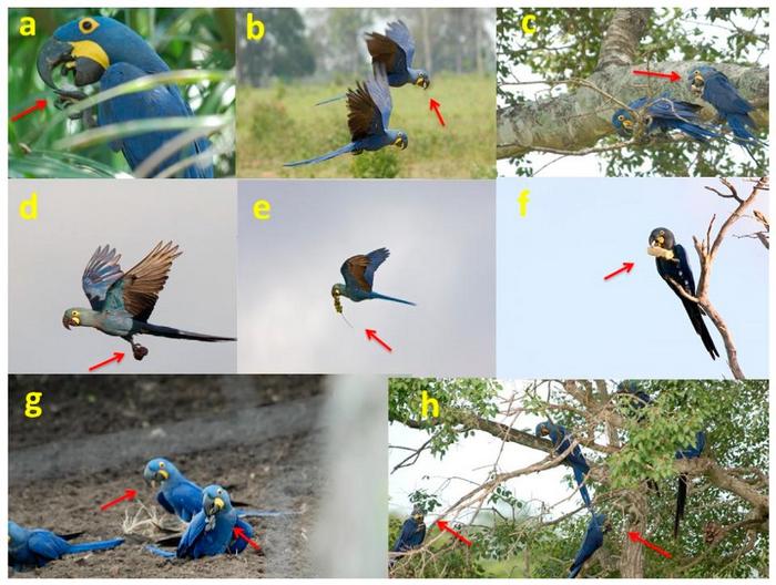 Примеры фотофиксации гиацинтовых ар с плодами пальм в клювах и лапах