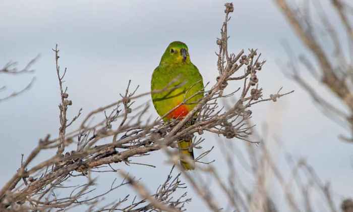 Фотография золотистобрюхого травяного попугайчика, сидящего на верхушке дерева