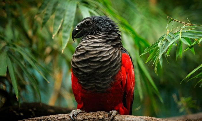 Фотография орлиного попугая в лесах Новой Гвинеи