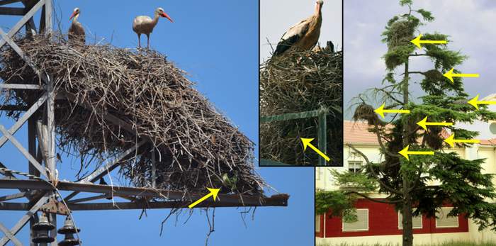 Несколько примеров интеграции гнезд попугаев в гнезда аистов