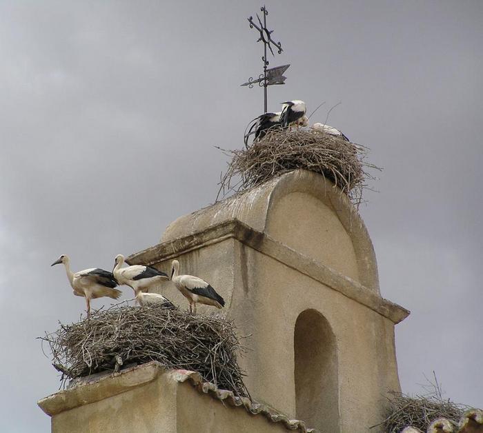 Пример гнезд белого аиста на одной из церквей в пригороде испанского Мадрида