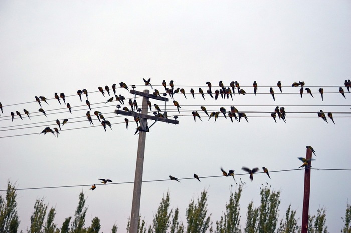 Десятки скалистых попугаев восседают на проводах линий электропередач в аргентинской провинции Рио-Негро