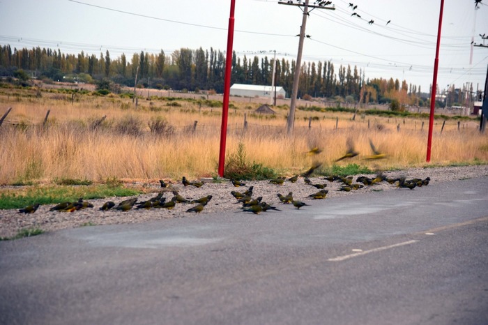 Стая скалистых попугаев собирает зерно на дороге в аргентинской провинции Рио-Негро