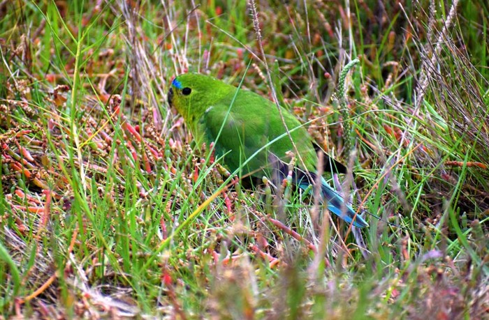 Золотистобрюхий травянистый попугайчик гуляет по траве в вольере