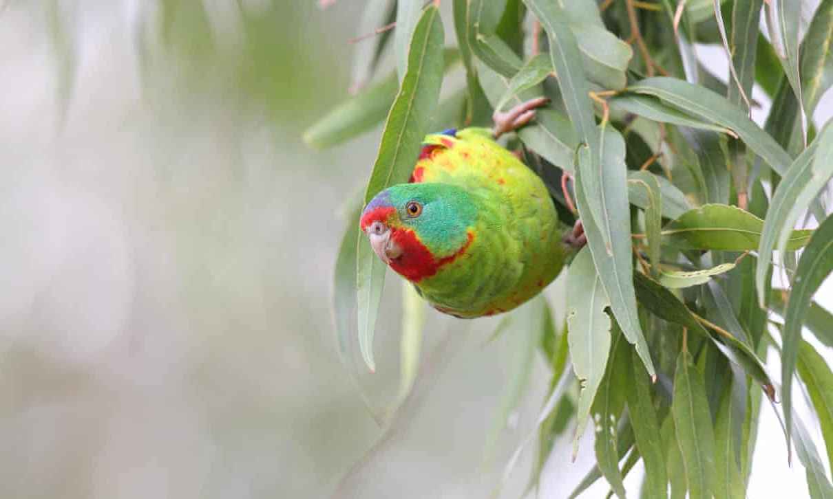 Ласточковый попугай прячется в листве дерева на острове Тасмания