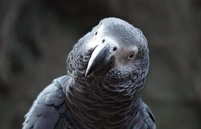 Серый африканский попугай жако, ставший предметом судебного спора в Испании