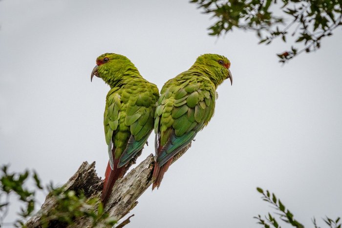 Пара длинноклювых изумрудных попугаев сидит на сломанной ветке засыхающего дерева