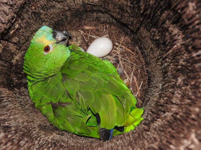 Самка синелобого амазона высиживает яйцо в полом стволе дерева