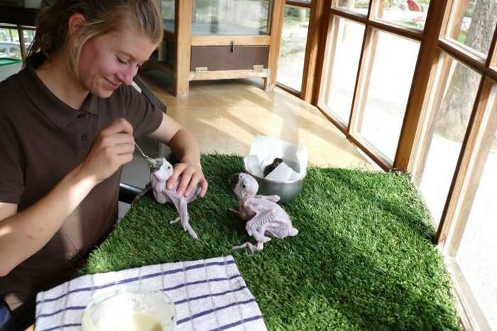 Сотрудница птичьего парка Леня Пунгер кормит двух птенцов сине-желтого ары