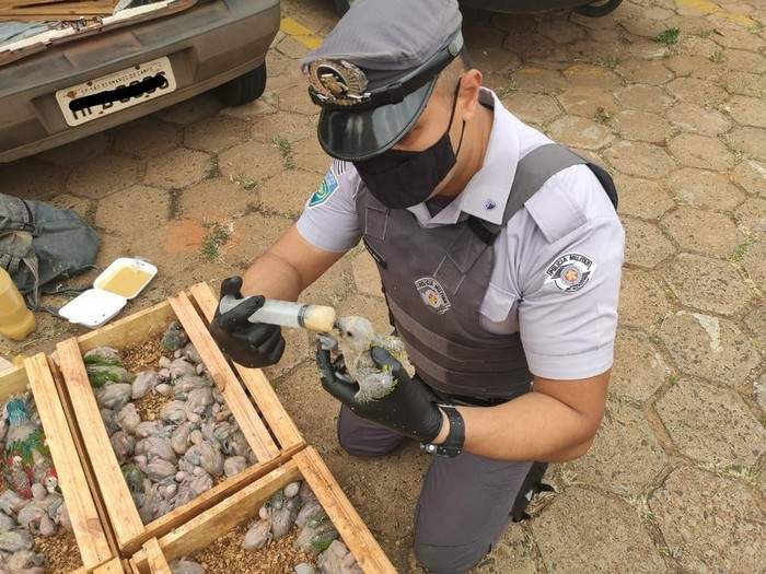 Полицейский кормит птенца попугая перед отправкой изъятых птиц в ветеринарную клинику