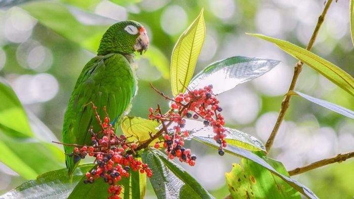 Пуэрто-риканский амазон прячется в зелени дерева