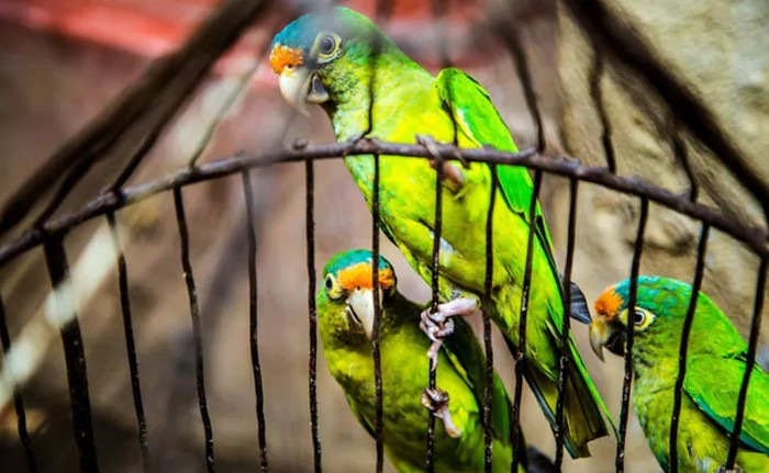 Попугаи в клетке ждут решения суда, чтобы отправиться обратно в дикую природу