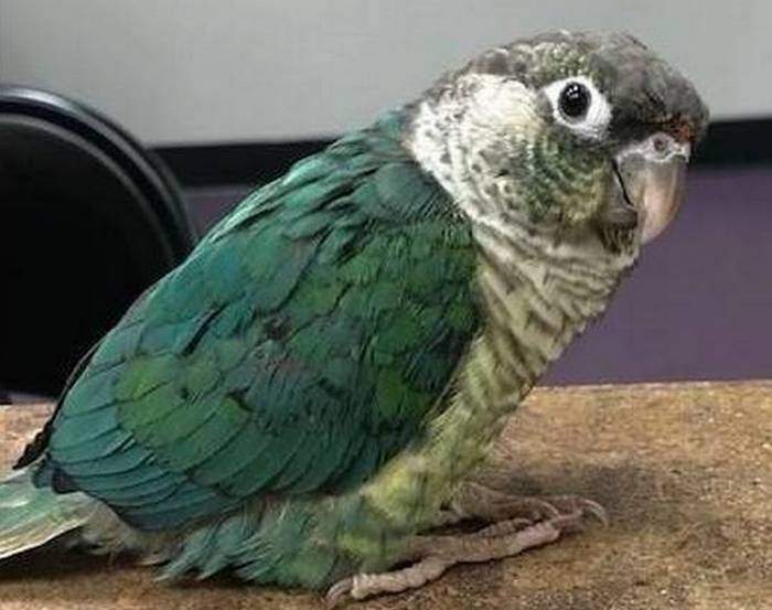 Украденный из магазина попугай, который был благополучно возвращен обратно, благодаря эффективной работе копов Флориды