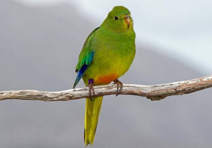 Фотография золотистобрюхого травяного попугайчика