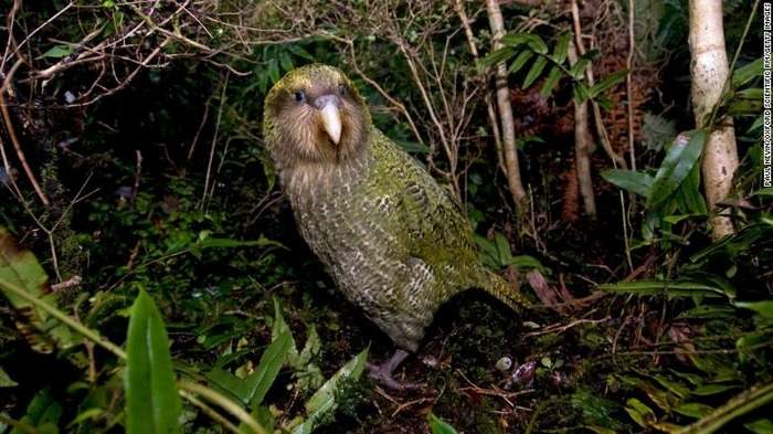 Фотография попугая какапо - победителя конкурса «Птица года 2020» в Новой Зеландии
