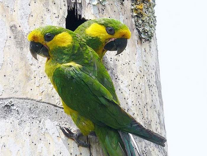 Пара желтоухих попугаев сидит на сухом дереве