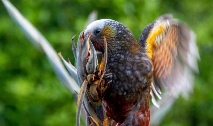 Фотография попугая кака, который питается нектаром