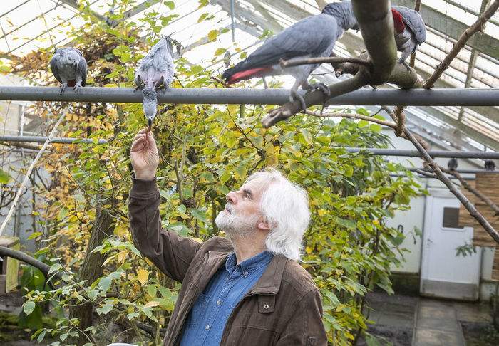 Ханс-Герман Брауне с серыми попугаями в вольере Бременского центра защиты попугаев