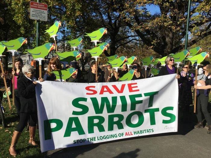Демонстрация в защиту ласточкового попугая