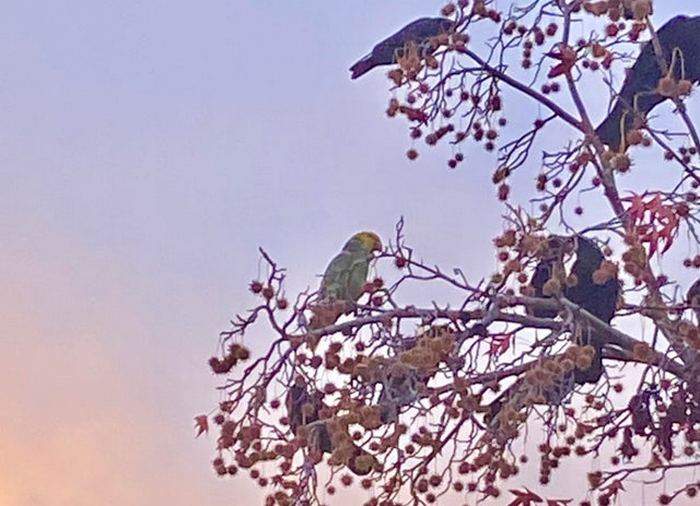 Желтоголовый амазон сидит на дереве в Окленде среди стаи ворон