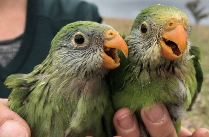 Пара птенцов роскошного баррабандова попугая в руках орнитолога-исследователя.