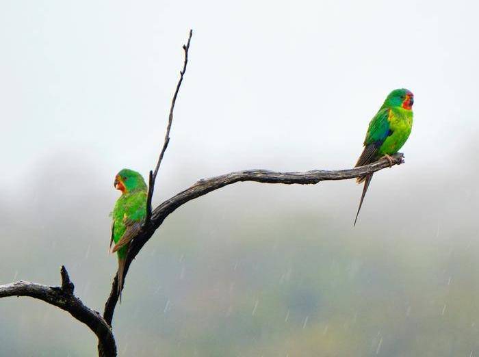 Пара ласточковых попугаев в реликтовом лесу острова Тасмания