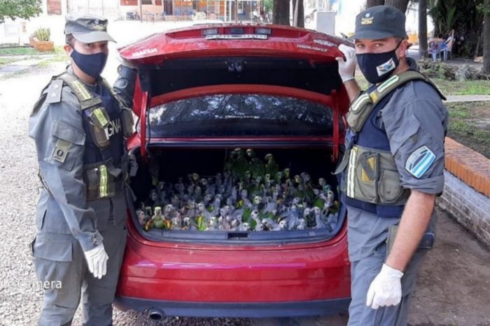 Полицейские у открытого багажника , переполненного птенцами синелобого амазона