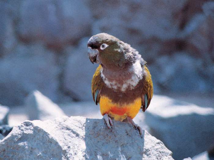 Фотография скалистого попугая, сидящего среди камней