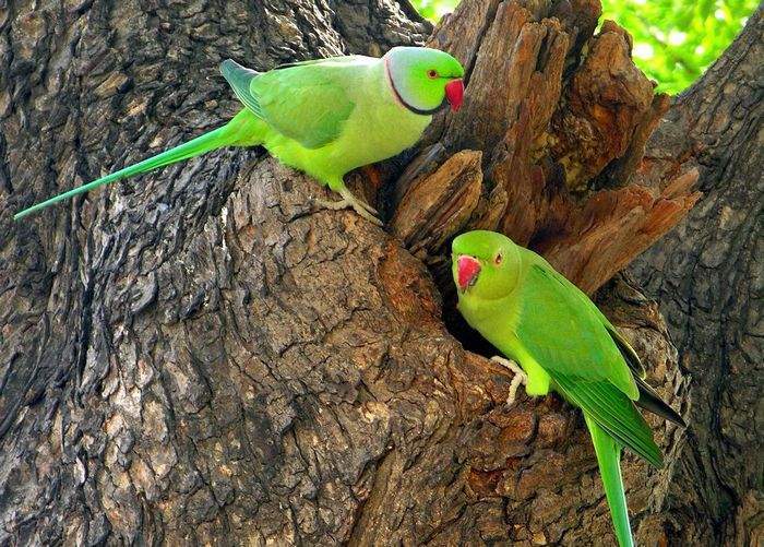 Пара индийских кольчатых попугаев сидит на дереве в столичном Дублине