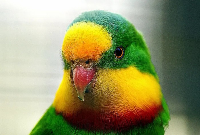 Фотография роскошного баррабандова попугая крупным планом