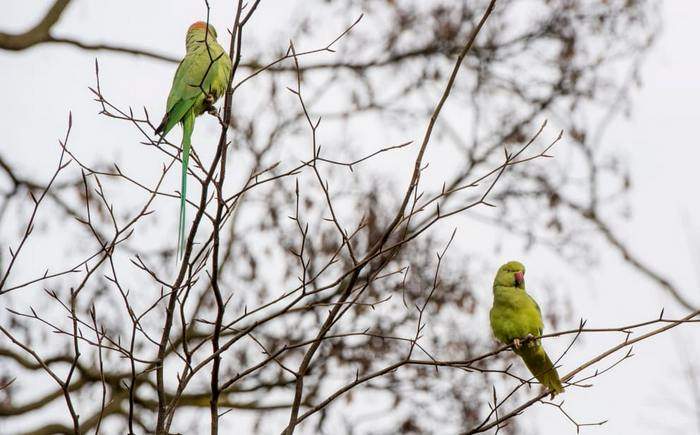 Пара ожереловіх попугаев сидит на дереве в Дюссельдорфе