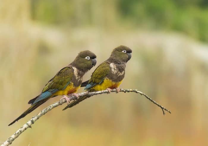 Пара скалистых попугаев сидит на ветке дерева в пределах чилийского заповедника