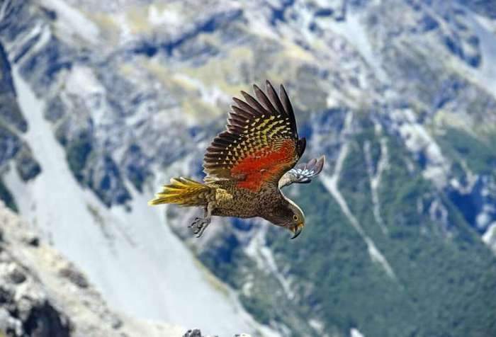 Попугай кеа в полете над горами в Новой Зеландии