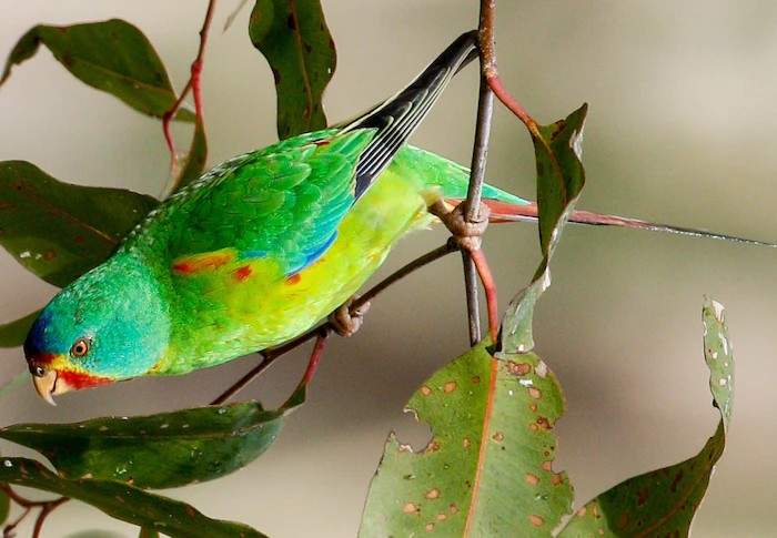 ласточковый попугай ищет корм в листве дерева