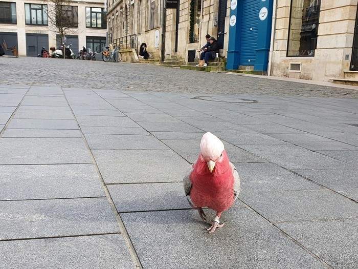Розовый какаду Скай гуляет по одной из улиц города Бордо